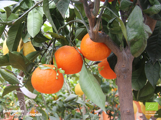 Orangenbäumchen (Citrus x aurantium) - Rundorange / Blondorange | BIO
