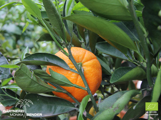 Orangenbäumchen (Citrus x aurantium) - Rundorange / Blondorange | BIO