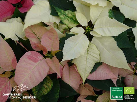 Weihnachtsstern - Euphorbia pulcherrima | Bioland