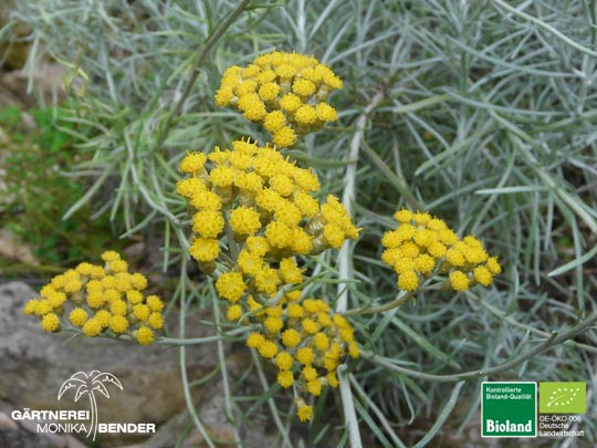 Helichrysum italicum Silbernadel - Currykraut - Blüte