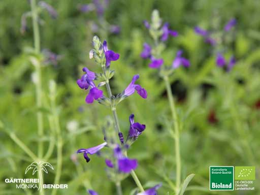 Salvia coahuilensis - Sierre Madre-Salbei blauviolett | Bioland