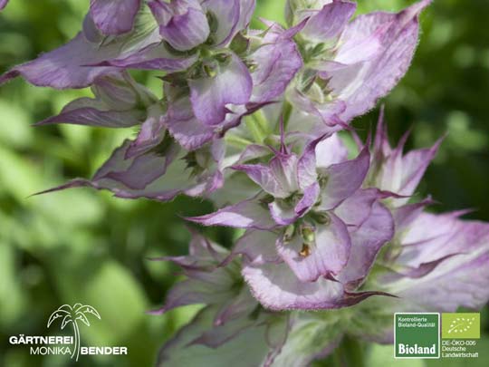 Salvia sclarea - Muskateller-Salbei | Bioland