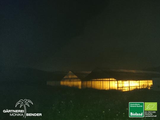 Gärtnerei Bender im Winter bei Nacht Gärtnerei Bender im Winter bei Nacht