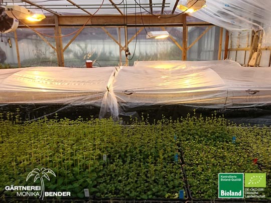 Bioland Gärtnerei Vermehrung von Pflanzen Bioland Gärtnerei Vermehrung von Pflanzen