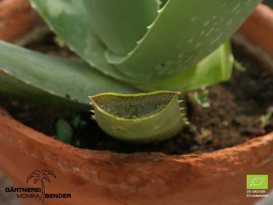Aloe Vera - Echte Aloe | Bioland