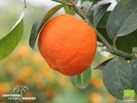 Frucht der Clementinen Sorte Kinnow - Citrus clementina | BIO