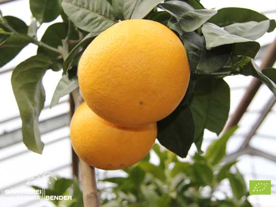 Frucht der Grapefruit - Citrus x paradisi