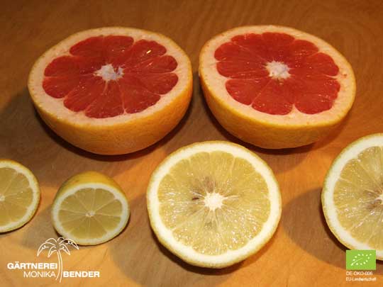 Angeschnittene Früchte der Grapefruit C. x paradisi Star Ruby, der Kaiserzitrone C. limon x C. paradisi und der Zitrone C. limon Femminello