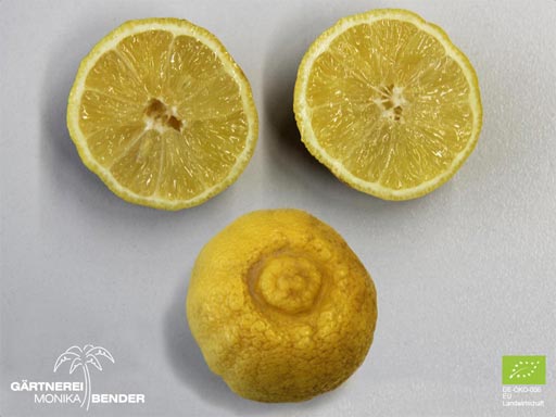 Römische Limette - Citrus limetta | BIO