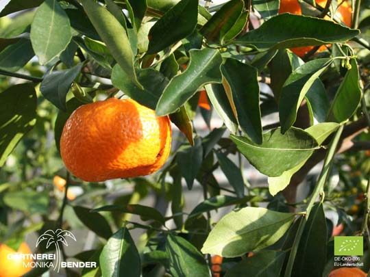 Mandarinen - Frucht der Sorte Mandarine Avana Tardivo di Ciaculli - Citrus reticulata BLANCO | BIO