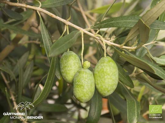Grüne Früchte der Olive Olea europaea L. in Bio-Qualität