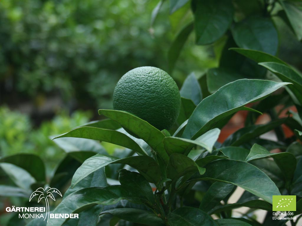 Grüne Frucht der Orangensorte Valencia Late - Citrus sinensis L. | BIO