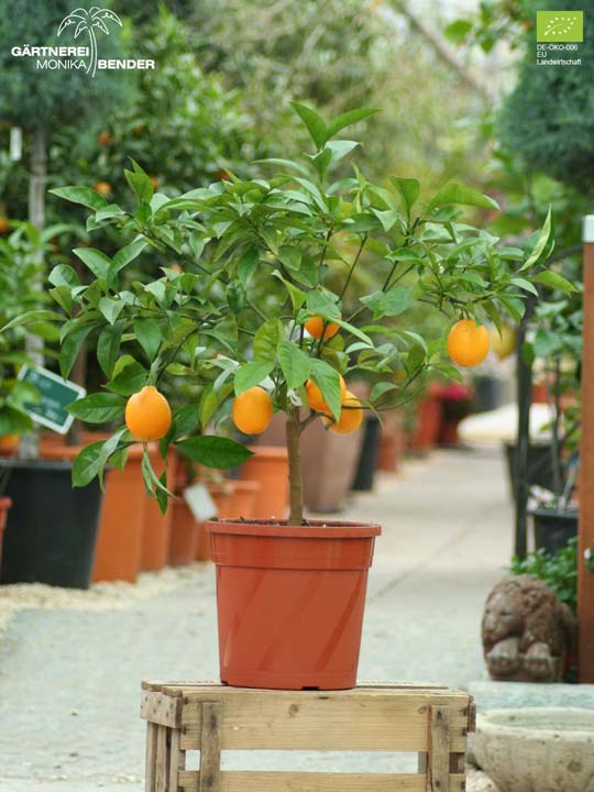 Bio Orangenbäumchen Höhe 80cm