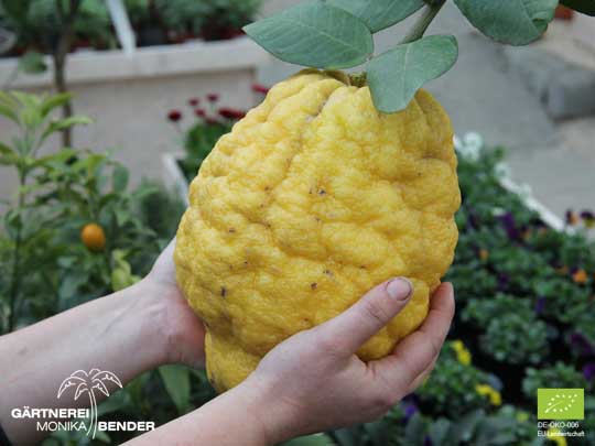 Frucht der Zitronatzitrone  - Citrus medica Maxima | BIO