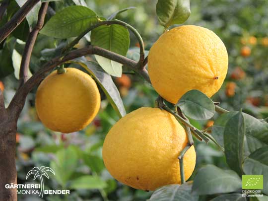 Früchte der Lipo - Citrus limon x Citrus paradisi | BIO