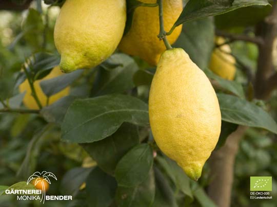 Frucht der Zitronen-Sorte Lunario - Citrus limon L. | BIO